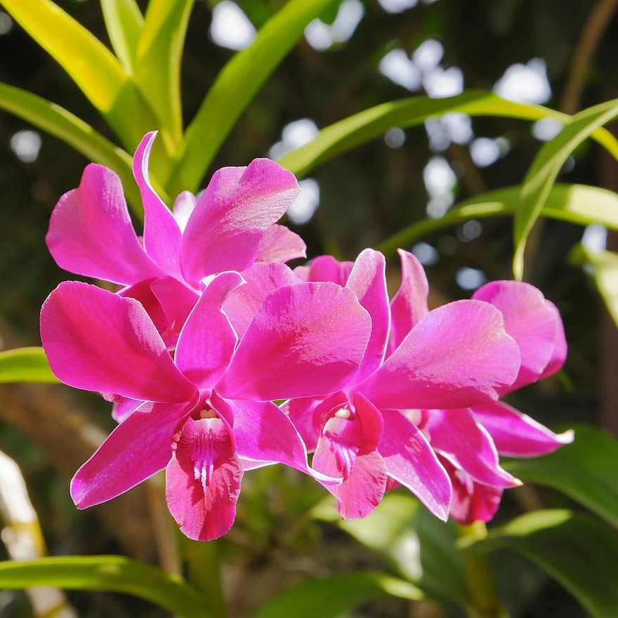 orquídeas, flores, orquídeas cor de rosa, flores cor de rosa, pétalas, pétalas cor de rosa, flor, Flor, flora, plantar