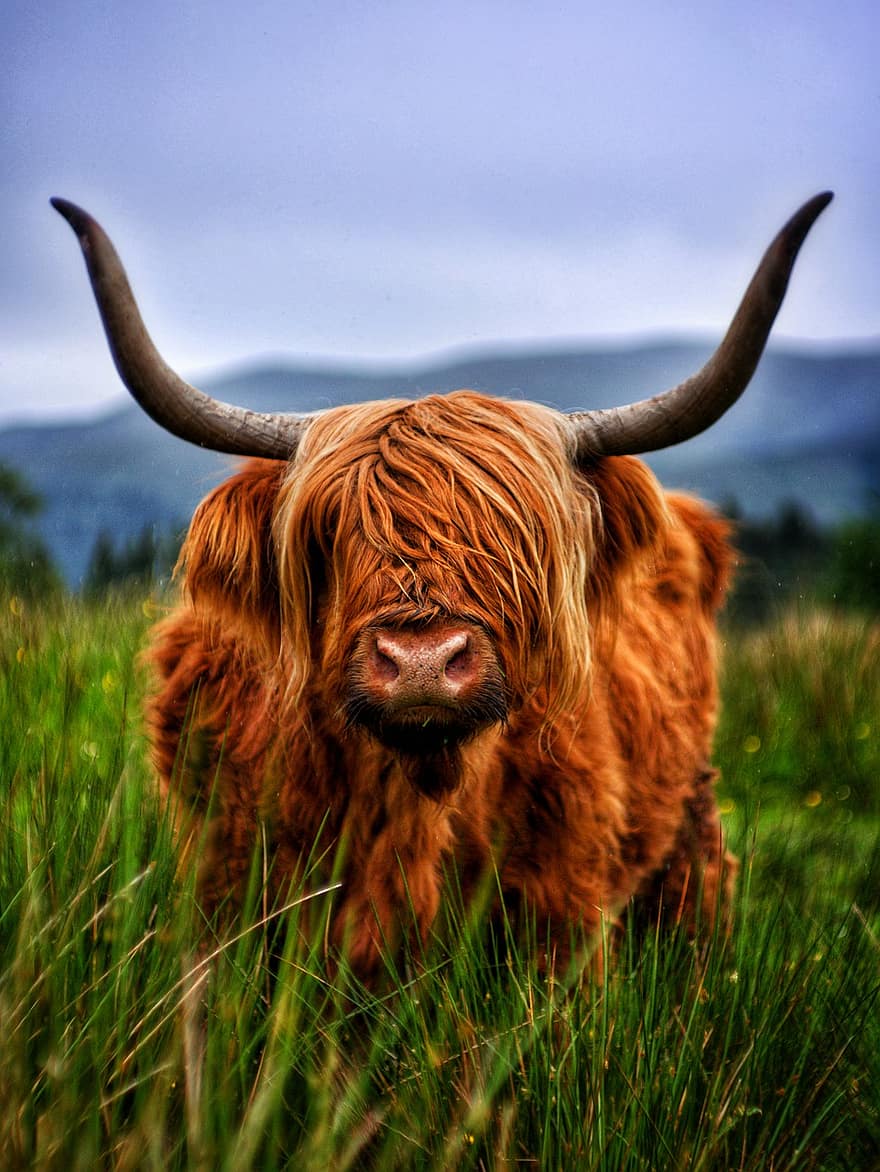 bovine, vită, ținut muntos, carne de vită highland, vacă, highlandrind, coarne, animal, natură, iarbă, păşune