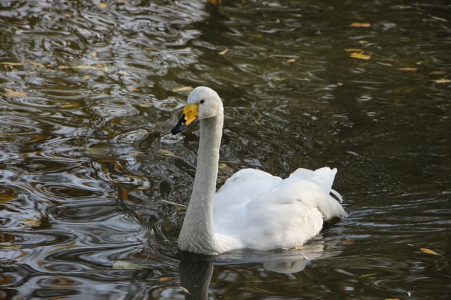 птица, водна птица, лебед, бял лебед, езерце, Пекин