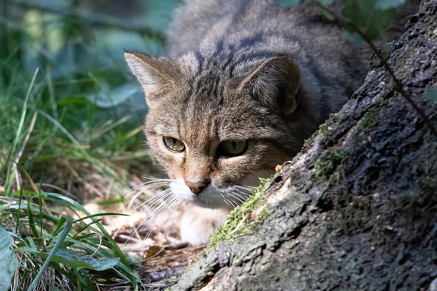 mèo rừng, động vật hoang da, con mèo, hồ sơ con mèo, chụp ảnh động vật, động vật hoang dã, thế giới động vật, hoang vu, rừng, gỗ