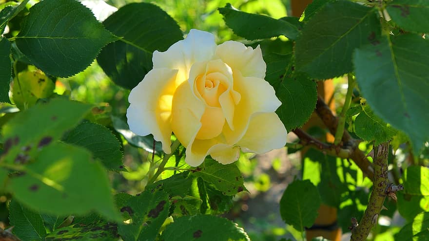 Rose, Flower, Plant, Yellow Flower, Petals, Bloom, Leaves, Nature
