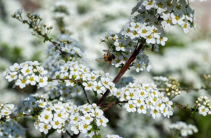abella, flors, polinització, insecte, entomologia, arbust, primavera, blanc, branques, planta, flor