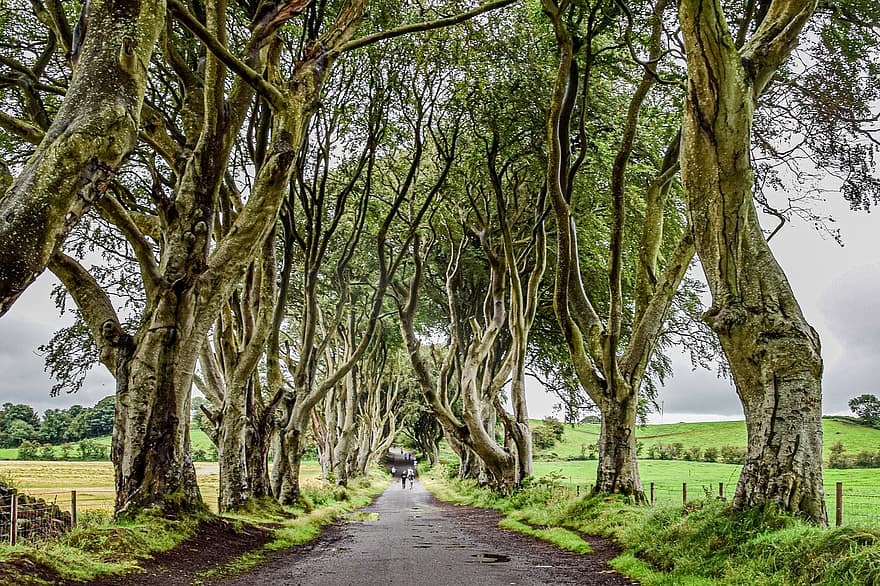 Irland, Game of Thrones, mystiske, skog, eik, trær, landskap, landemerke, Nord-Irland, grener, berømt