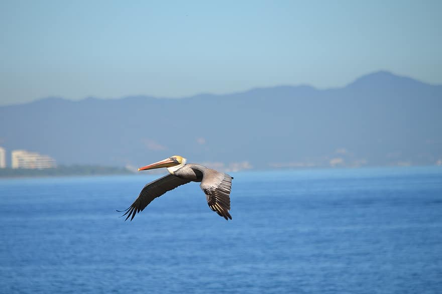 pássaro, pelicano, rochas, mar, pedra, costa, céu, agua, natureza, animais selvagens, panorama