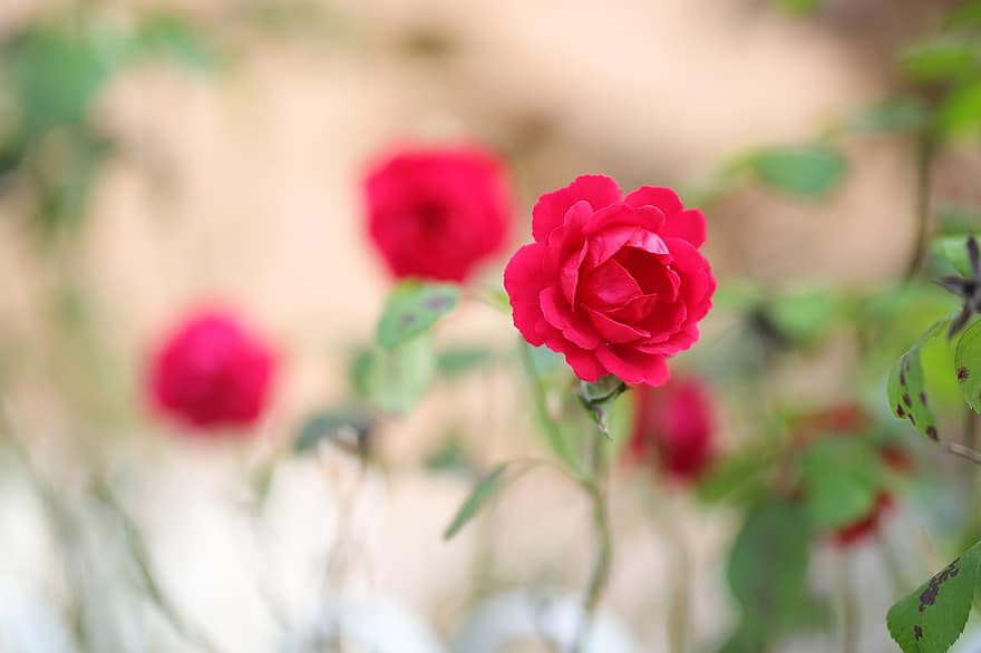 Rosa, flor, otoño
