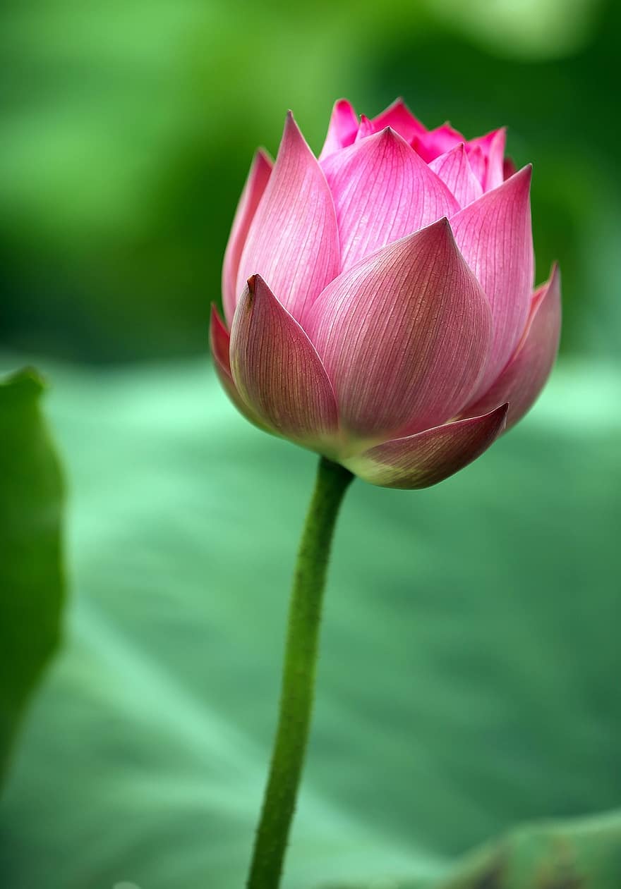 floare de lotus, floare roz, lotus bud, înflorit, infloritoare, floră, plantă, plante acvatice, natură, botanică, Flori naționale în Vietnam