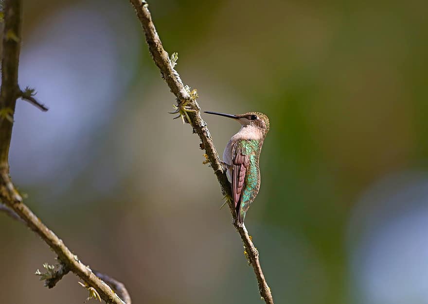 hummingbird, fugl, perched, dyr, fjær, fjærdrakt, nebb, regning, fugletitting, ornitologi, dyr verden