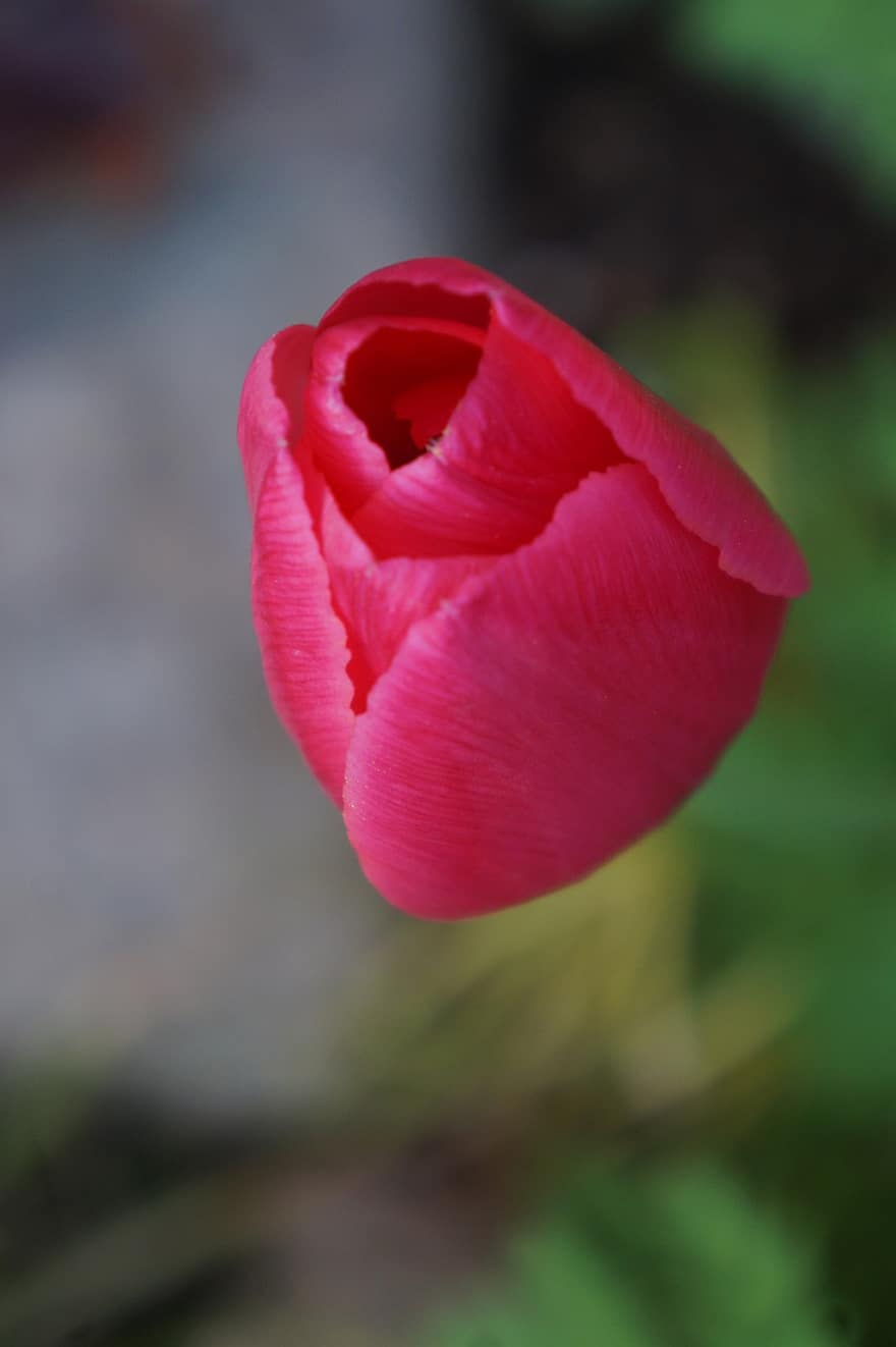 tulipano, fiore, pianta, fiore rosso, fioritura, primavera, giardino, natura, avvicinamento, petalo, testa di fiore