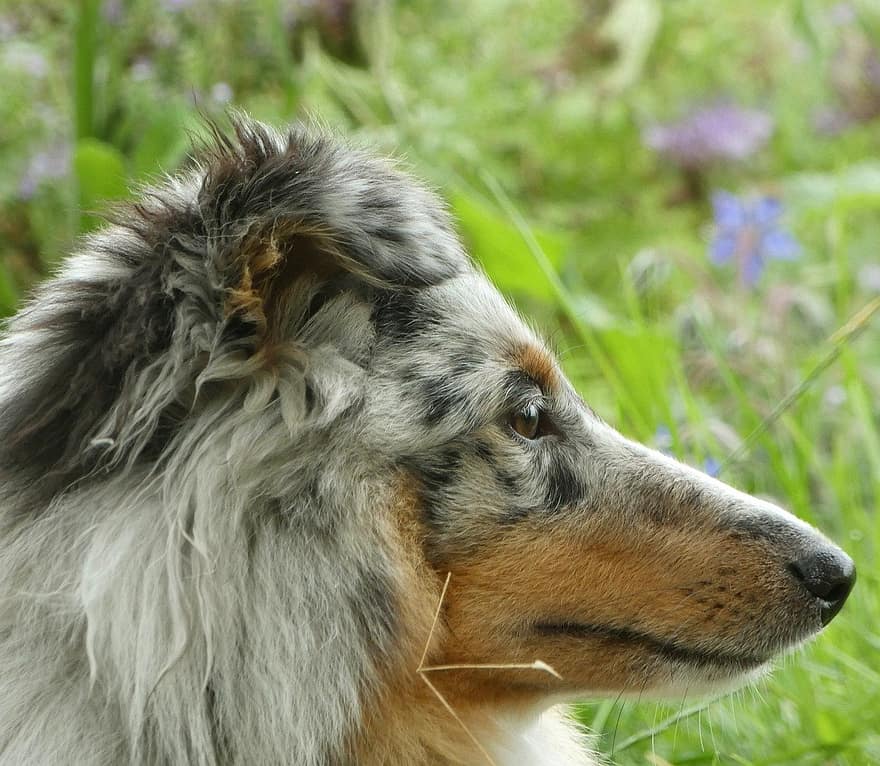 Sheltie, куче, домашен любимец, домашни любимци, чистокръвно куче, животно, на открито, сладък, кучешки, бозайник, Шетландска овчарка