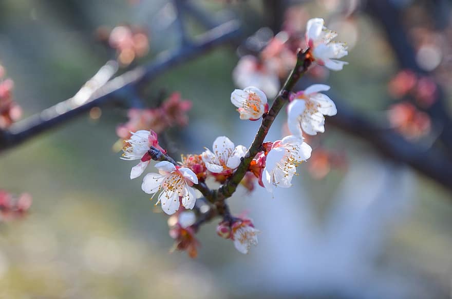 Plum Blossom, Flowers, Spring, White Flowers, Petals, Bloom, Blossom, Branches, Tree, Plant, Nature