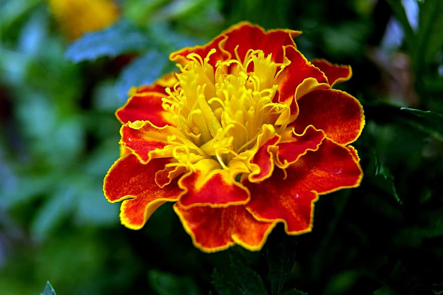 Flower, Marigold, Flora, Nature, Botany, Growth, Bloom, close-up, plant, leaf, summer