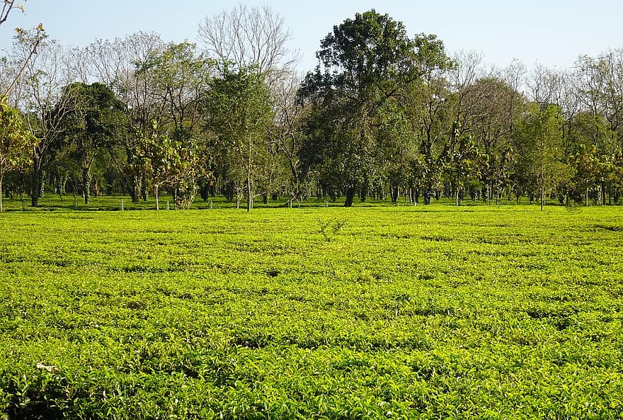 ala, teeviljelmä, luonnonkaunis, Manas, kansallispuisto, maisema, Assam teetä, puun lehti, juoda