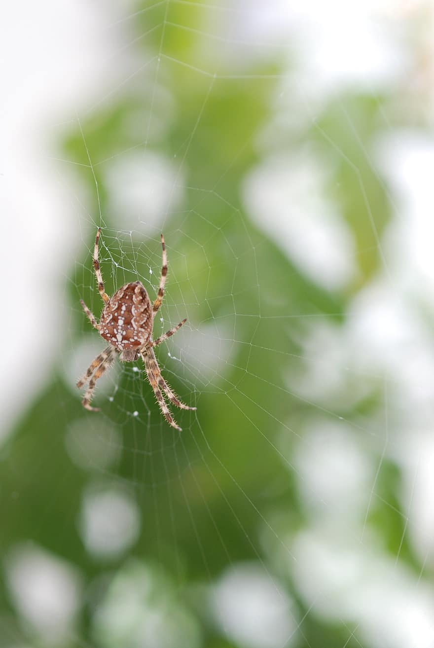 edderkop, arachnid, web, Angulate Orbweaver, araneus, leddyr, dyr, dyreliv, edderkoppespind, spindelvæv, natur