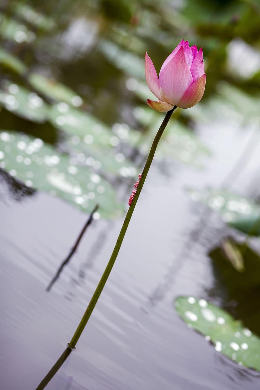 lotos, Lilia wodna, staw, różowy kwiat