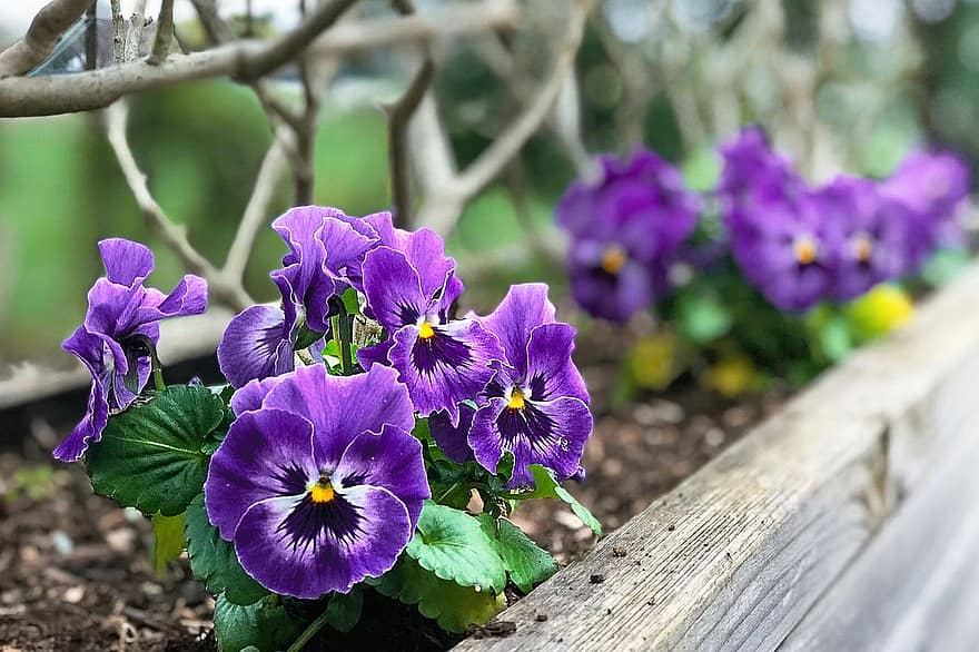 Flowers, Pansy, Bloom, Violet, Botany, Blossom, Garden, Park, Outdoors, Growth, Petals