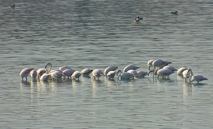 burung, flamingo, bulu burung, flamingo yang lebih besar, phoenicopterus roseus, margasatwa, penuh warna, suaka, air, binatang di alam liar, paruh
