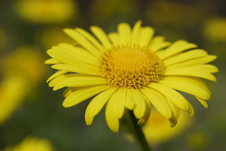 doronicum, blomst, vår, Korg, gul blomst, petals, anlegg, gul, sommer, nærbilde, makro
