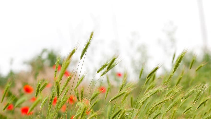 gandum, bidang, alam, jelai, opium, bunga-bunga, bunga, pemandangan, musim panas, tanah, tanaman