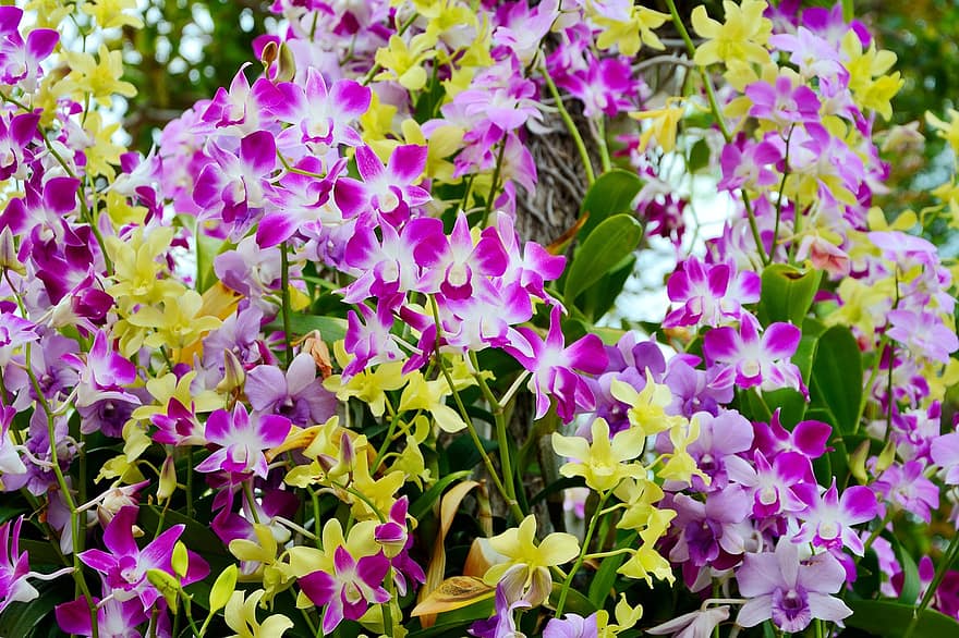 orkidéer, blommor, växt, kronblad, blomma, flora, trädgård, natur, utomhus, närbild, gula orkidéer