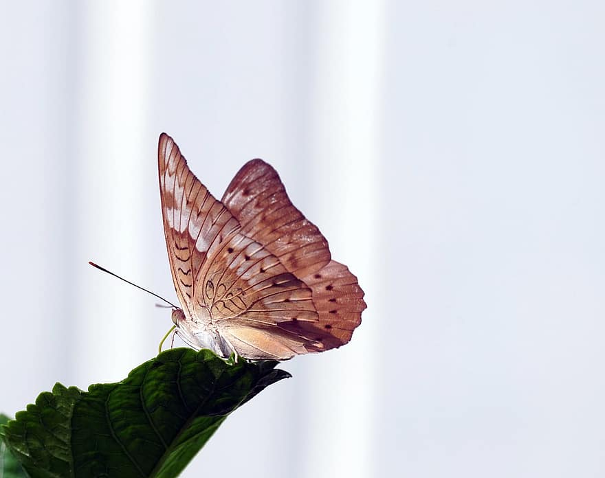 sommerfugl, insekt, winged insekt, sommerfugl vinger, vinger, fauna, lepidoptera, natur, tæt på
