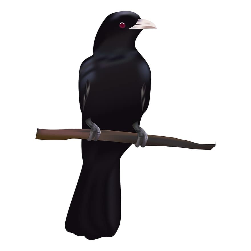 corbeau, oiseau, perché, oiseau noir, coucou, animal, faune, plumes