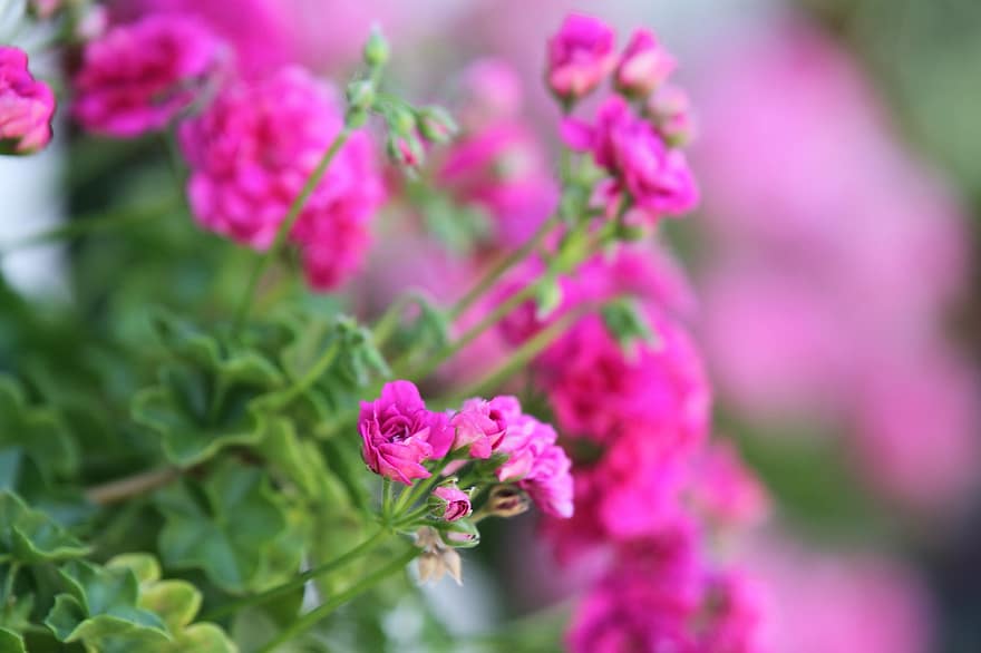 geranium, bunga-bunga, bunga-bunga merah muda, taman, kelopak, kelopak merah muda, berkembang, mekar, flora, tanaman, alam