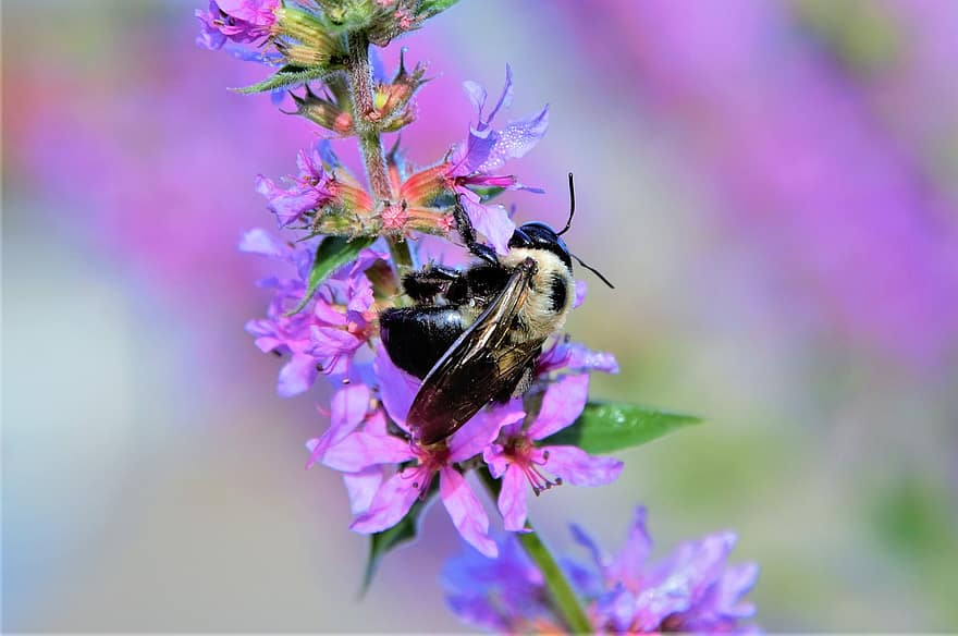 цвете, пчела, опрашване, насекомо, ентомология, макро, цветен прашец, лавандула, разцвет, флора, земна пчела