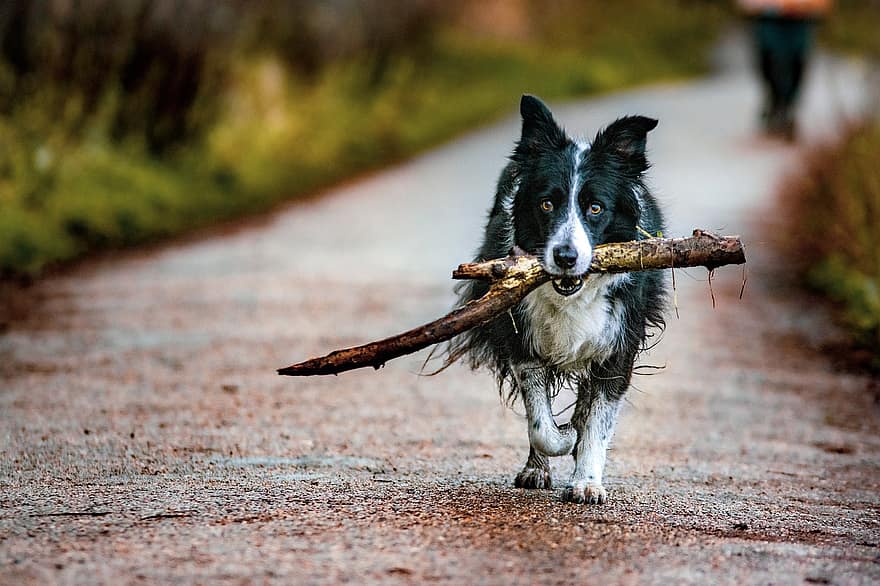 cão, ramo, caminhar, estrada, animal, cão doméstico, canino, mamífero, fofa, caminho, bastão