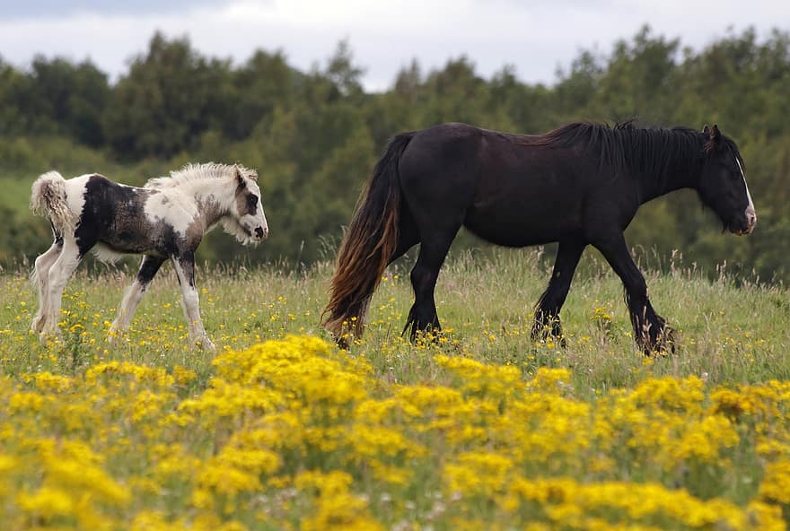 cavalls, camp, paddock, granja, prat, equins, poltre, animal, paisatge, a l'aire lliure, pastures