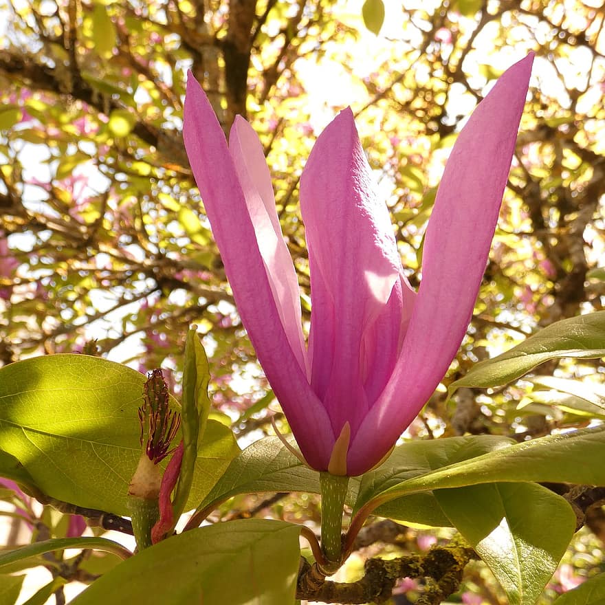 magnolia, flor, flor rosa, pétalos, pétalos de rosa, planta, flora, floración, hoja, de cerca, verano