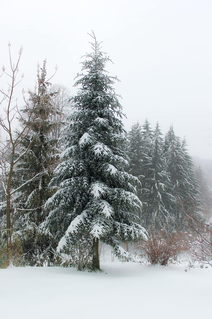 invierno, nieve, pino, picea, arboles, bosque, escarcha, niebla, naturaleza, paisaje, frío