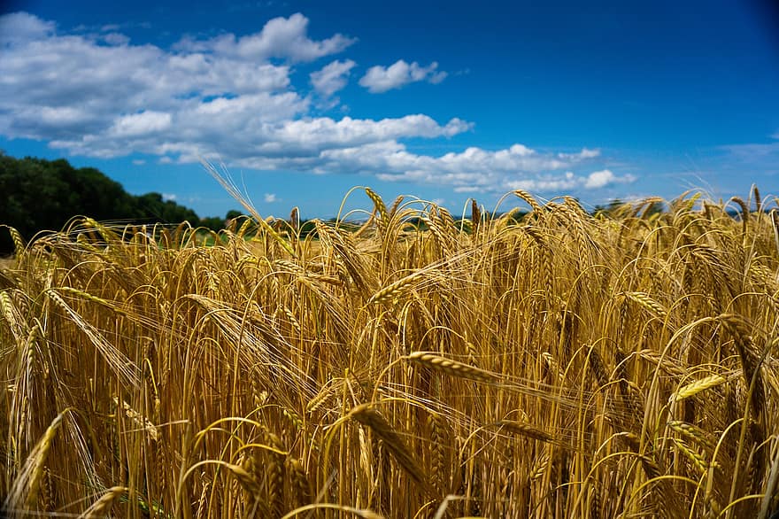 قمح ، حقل ، نجيل ، حقل القمح ، شعير ، المحاصيل ، محاصيل القمح ، أرض صالحة للزراعة ، الزراعة ، مزرعة ، زراعة