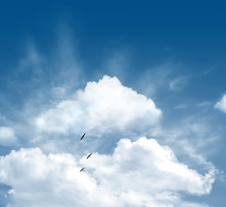 pelikany, niebo, chmury, latający, dzikiej przyrody, Natura, podnoszący na duchu, motywacja, spokojny, niebieski, biały