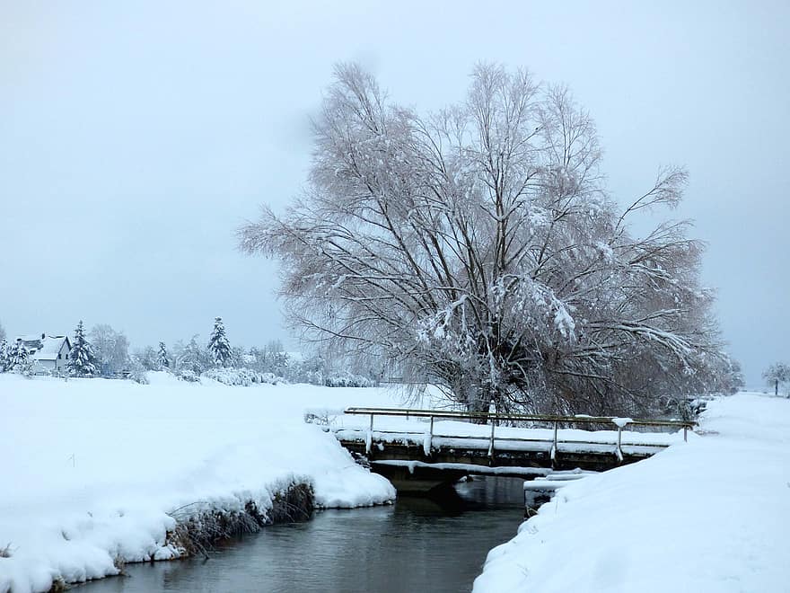 kanal, bro, vinter-, snö, träd, snöig, vattenväg, kanalisera, dimma, kall