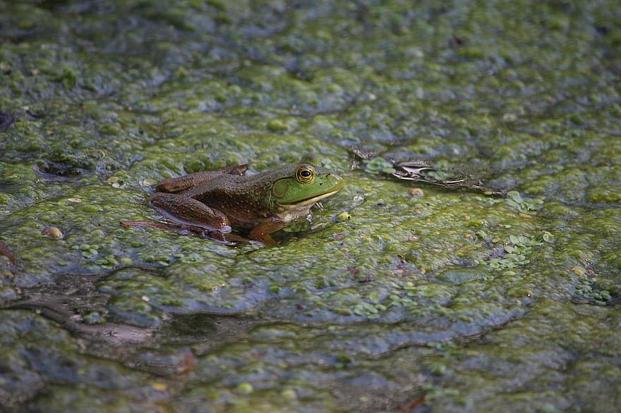 개구리, 늪, 황소 개구리, 수륙 양용 비행기, 자연, 못, 두꺼비, 녹색, 불쾌한, 목쉰 소리, 강
