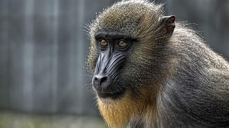 mandrill, opice, zvíře, zoo, savec, primátů, primát, zvířata ve volné přírodě, detail, ohrožené druhy, zvířecí hlavy