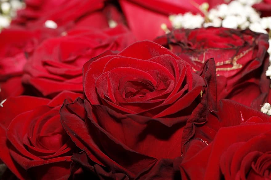 Rose, fiori, pianta, Rose rosse, fiori rossi, petali, fioritura, natura