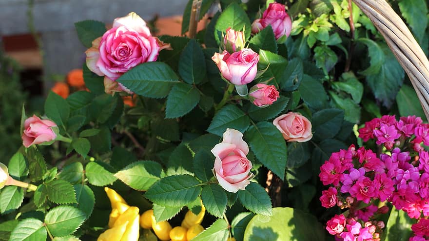 розы, букет роз, цветы, розовые цветы, сад, лист, завод, летом, цветок, крупный план, свежесть