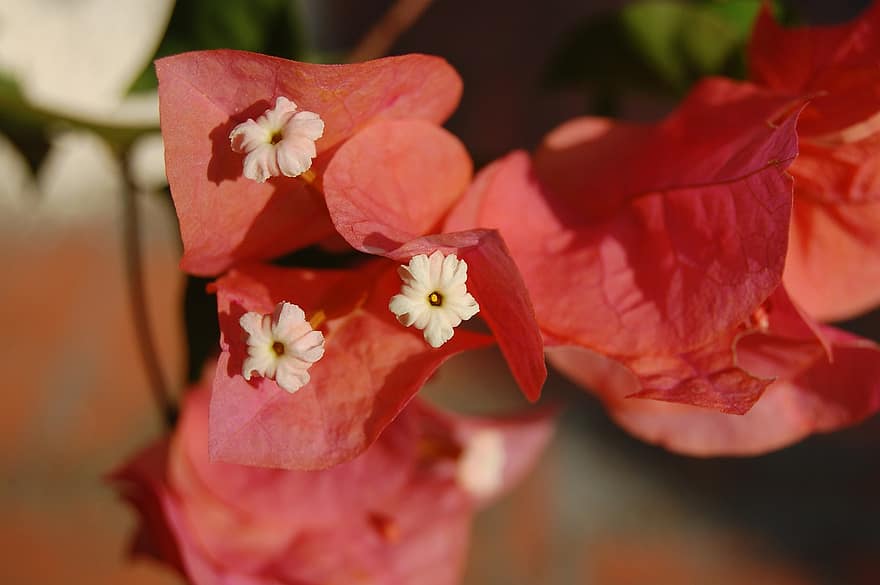 Bougainvillea, kwiaty, roślina, płatki, kwiat, Natura, lato