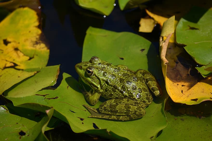 katak, hijau, kolam, bantalan lily, Daun-daun, tanaman air, air, amfibi, duduk, katak pohon, katak hijau