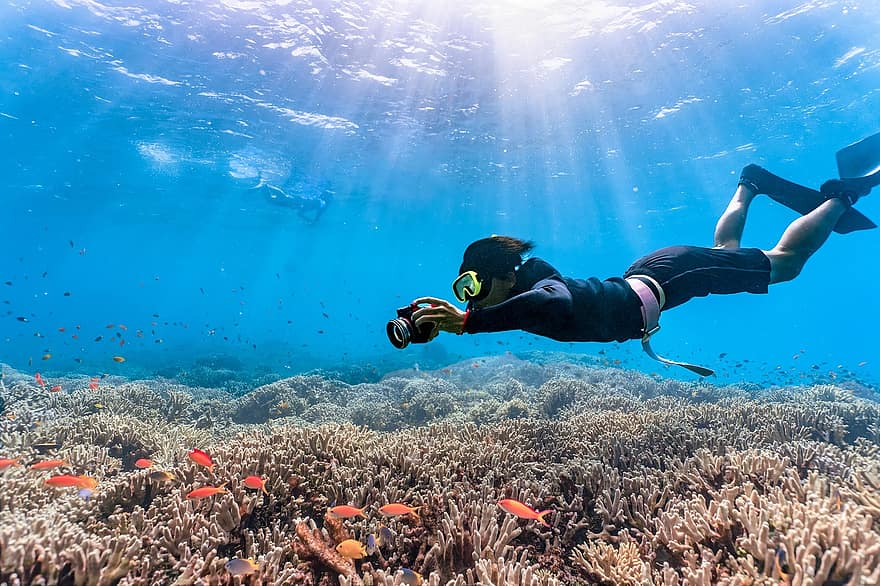 busseig, mar, coral, snorkel, Regió d'Okinawa, Japó