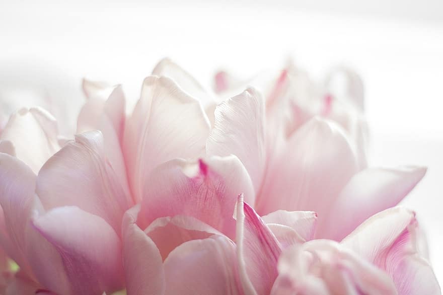 Flower, Pink, Tulips, Spring, Nature, Petals, Growth, Macro, Bloom, Blossom
