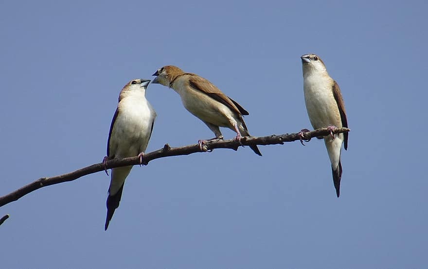 Bird, Indian Silverbill, Ornithology, Species, Animal, Avian, Fauna, White-throated Munia, Euodice Malabarica