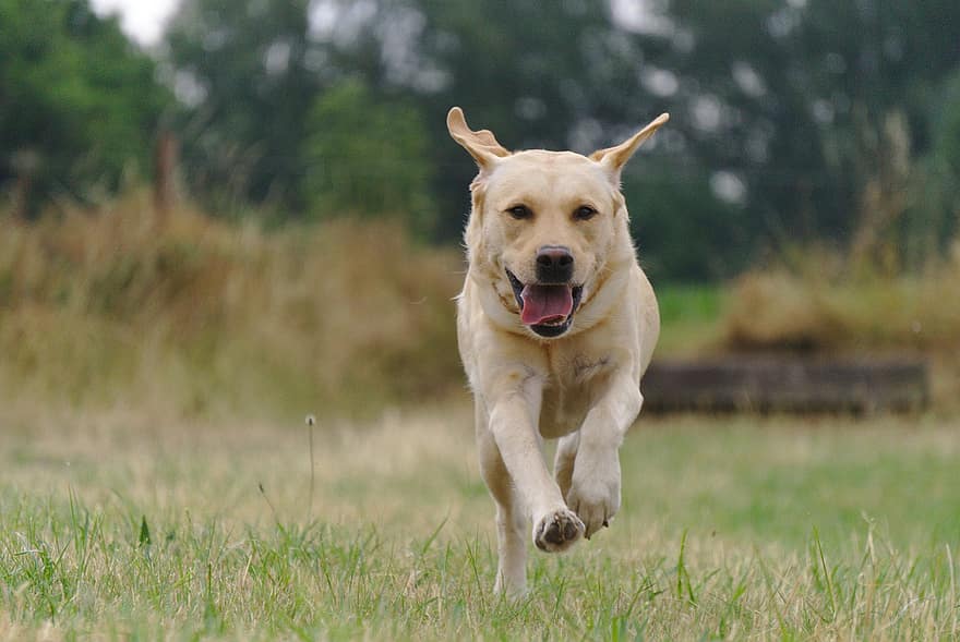 Labrador, pies, skok, labrador retriever, zwierzę domowe, zwierzę, krajowy, psi, ssak, uroczy, biegać
