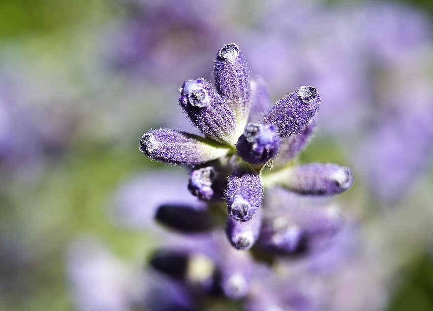Blume, Lavendel, blühen, Botanik
