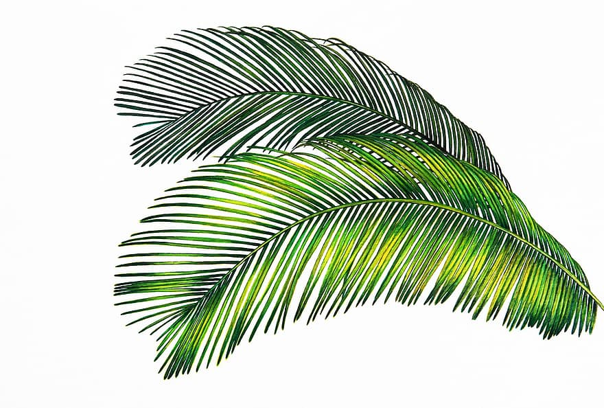 verde, palma, tropicale, le foglie, botanica, Paradiso, naturale, natura, estate, colore, flora