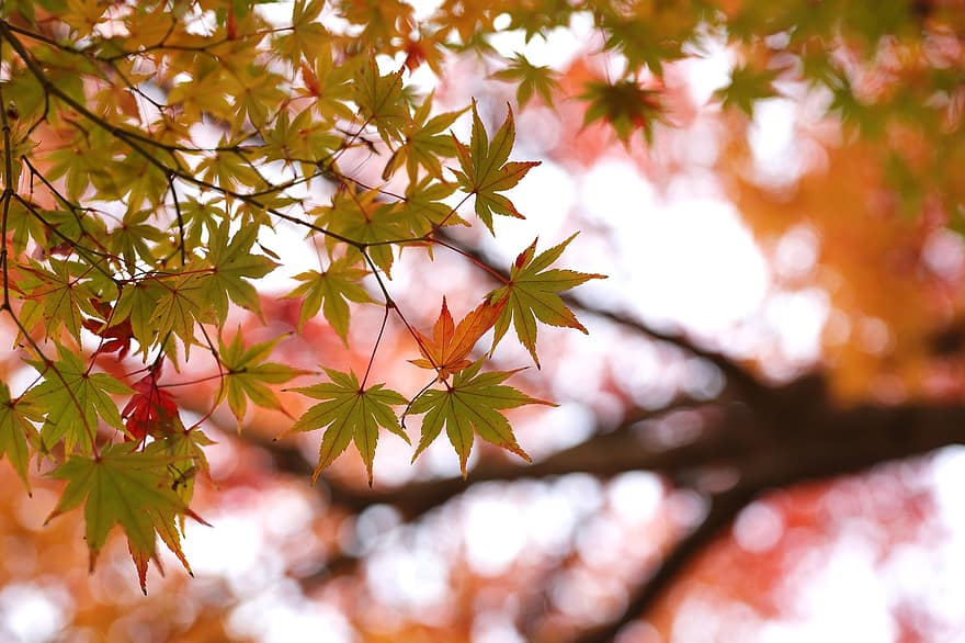 javor, listy, strom, list, podzim, sezóna, žlutá, les, zářivé barvy, rostlina, větev