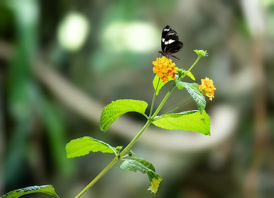 kupu-kupu, bunga, penyerbukan, ilmu serangga, di luar rumah, berkembang, mekar, menanam, serangga, sayap