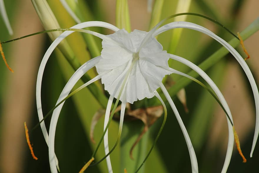 fleur blanche, Araignée de teinte verte, Araignée, Hymenocallis Speciosa, fleur, la nature
