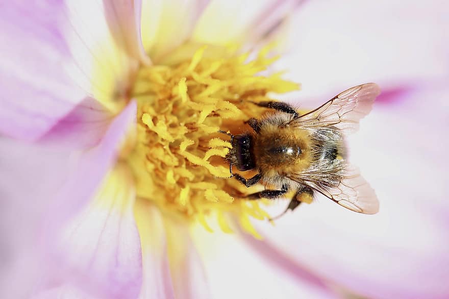 бджола, медоносна бджола, комаха, пилок, нектар, тичинки, запилення, посипати, крилаті комахи, перетинчастокрилі, ентомологія